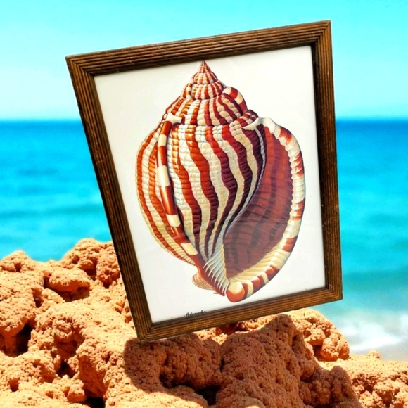 Vintage Framed Seashell Art Print By Petropoulos 12.5 x 15.5 - Picture 1 of 5